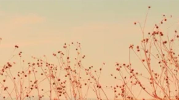 ~Aestetic Sonya's family~