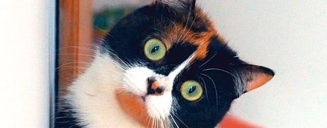 Куки из SlivkiShow