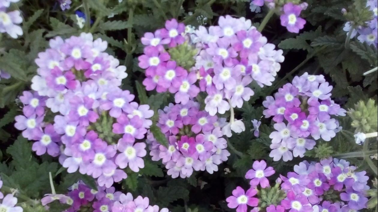 Людмилин Сад