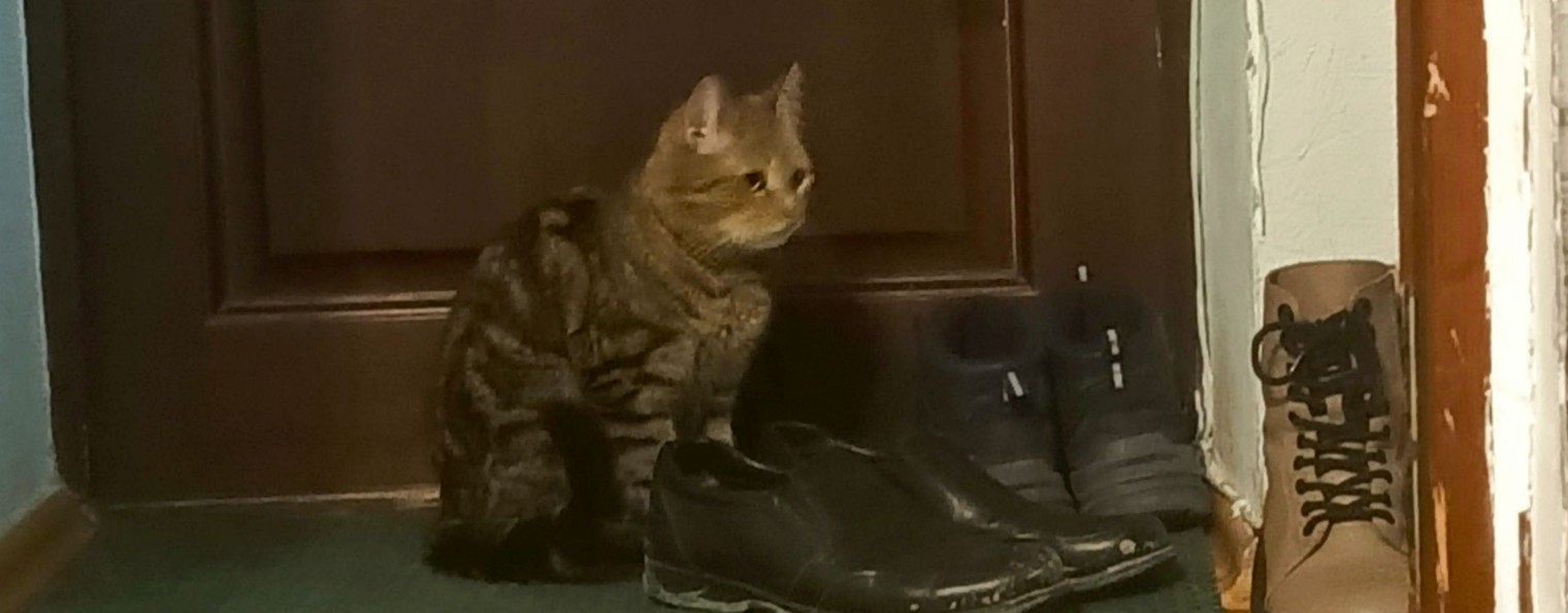 Тимофей игры 285