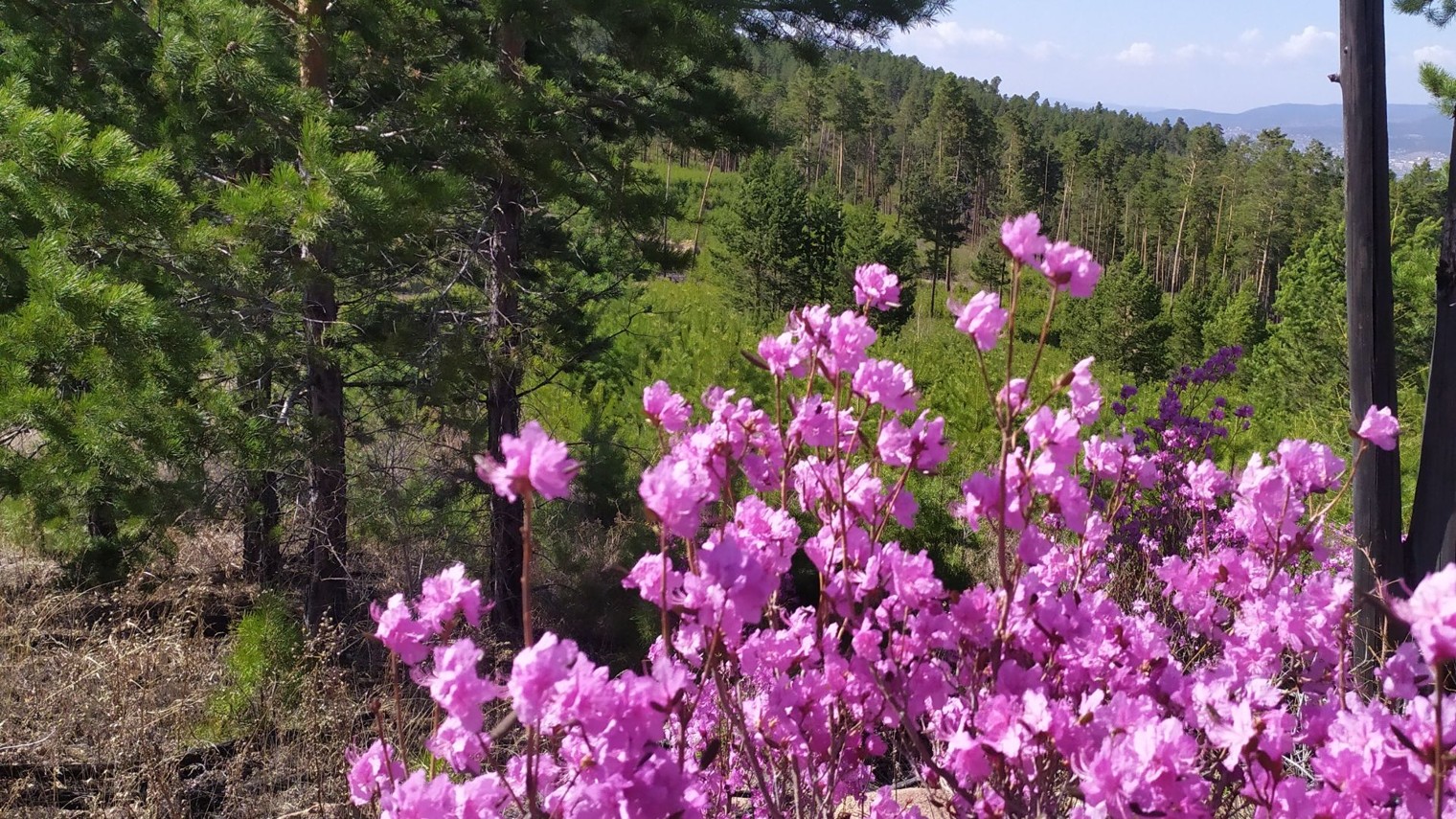 татьяна емельянова