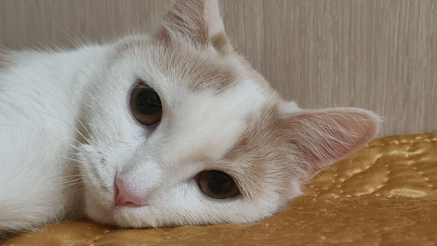 Реборны И Беби Боны