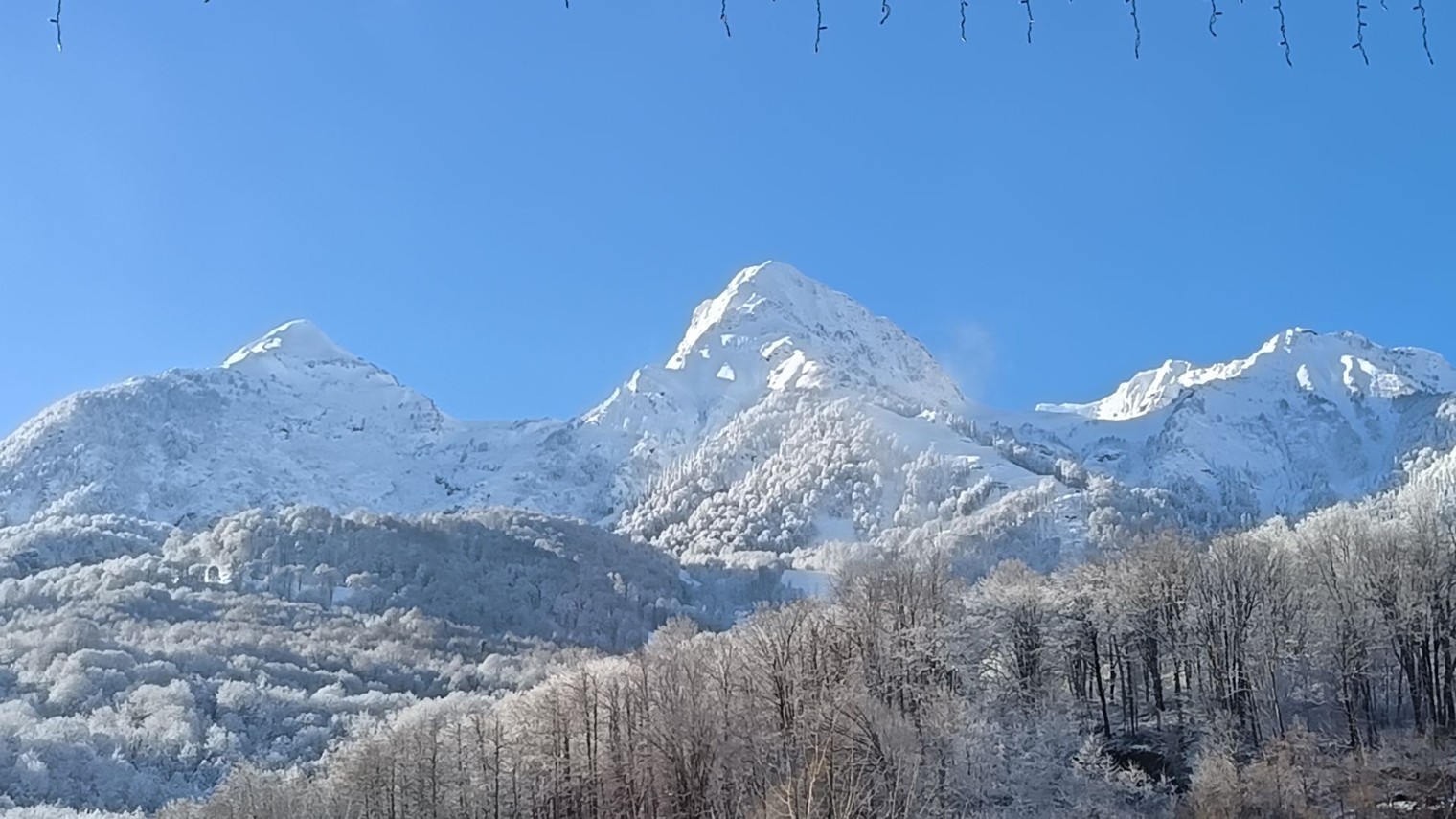 Алексей Максимов