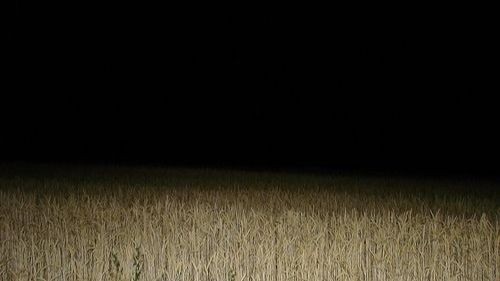 ВИЛЛСАЙГЕР