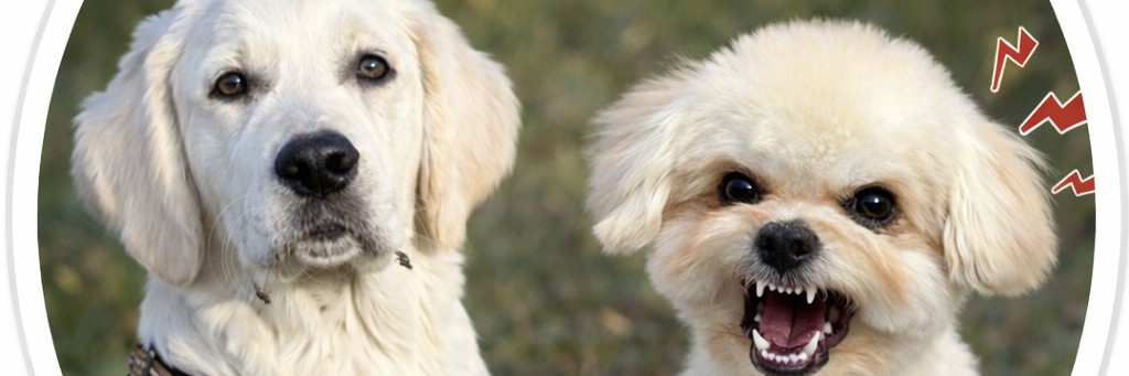 Беляш и Кузьмич🐶