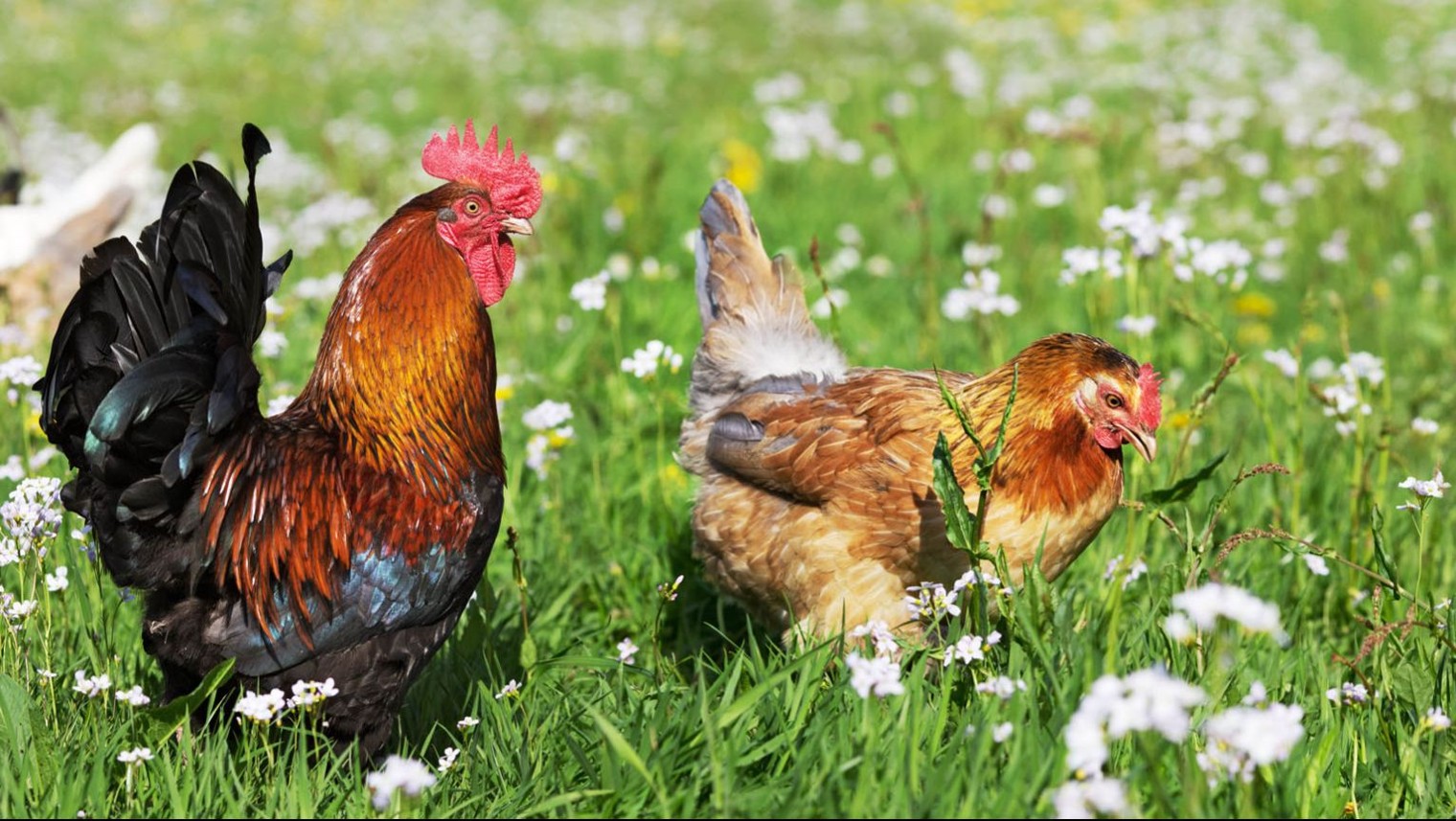 Подворье Родное