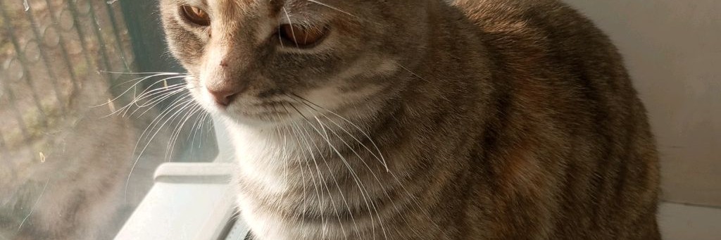 🎧Пушистая Команда🐾