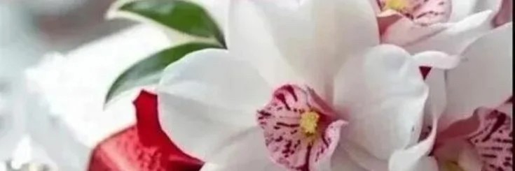 Анна Белоус. НСК. Стихи и песни.