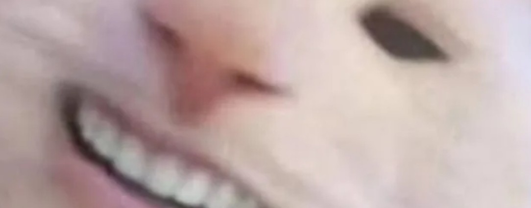 мемные коты