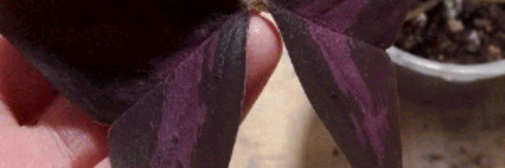 Растения - Это Самое Главное