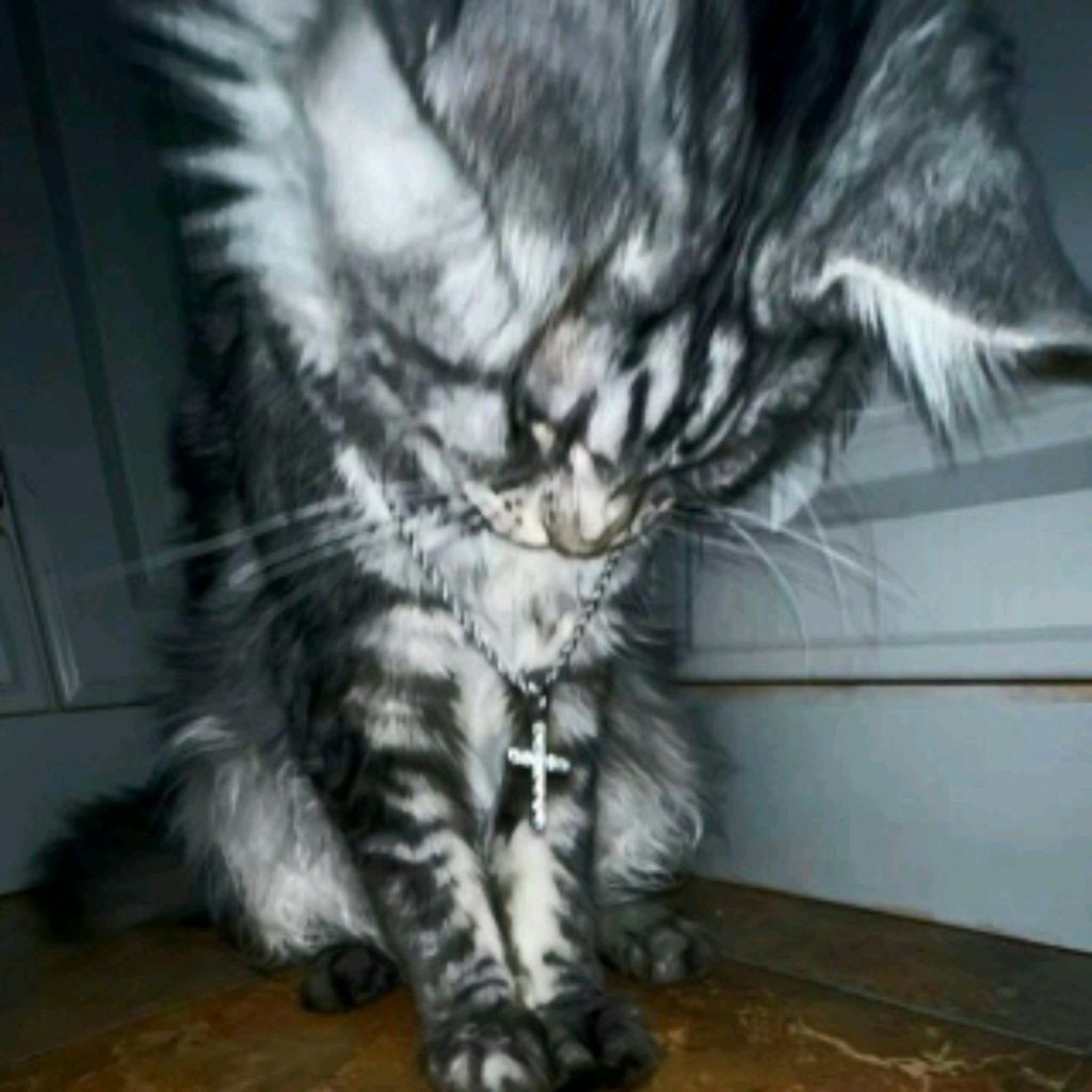 cat_milka055