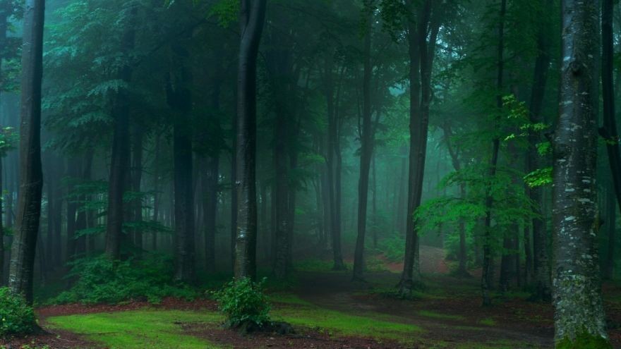 Секретные архивы чёрного кота