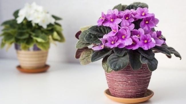 Ирина Медведева/Про фиалки