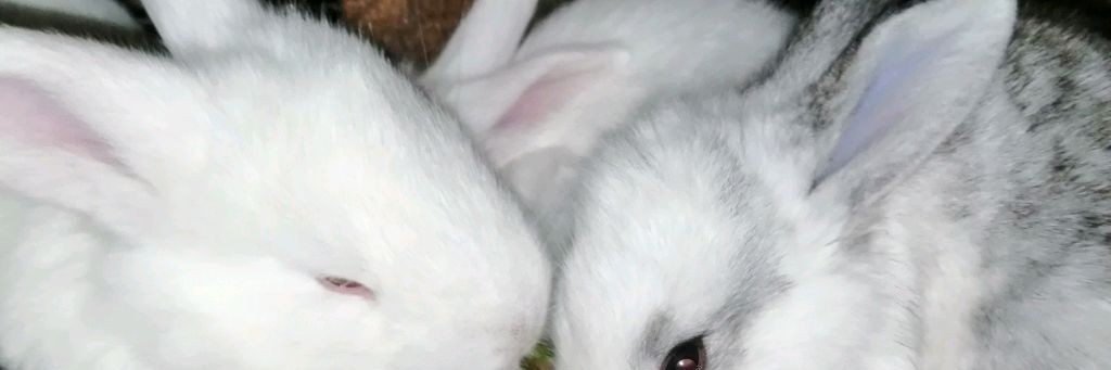 Фермерский дворик У Елены