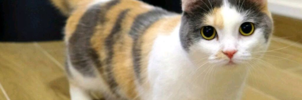 Истории Пони Твайлайт