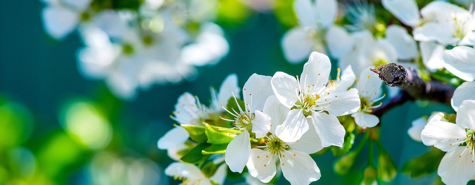 Серебрякова Арина Флейта