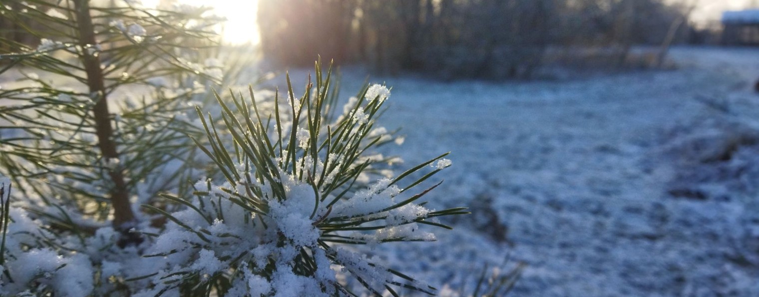 Ежевичный сад