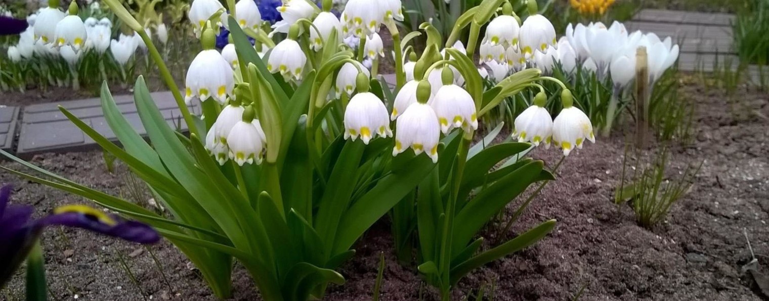 Жизнь глазами садовода