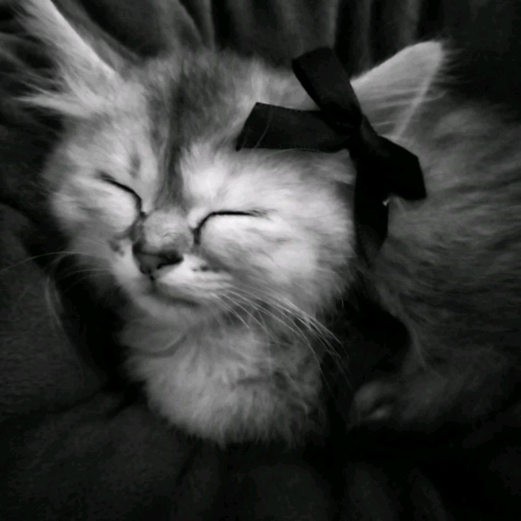 Муравей Жнец