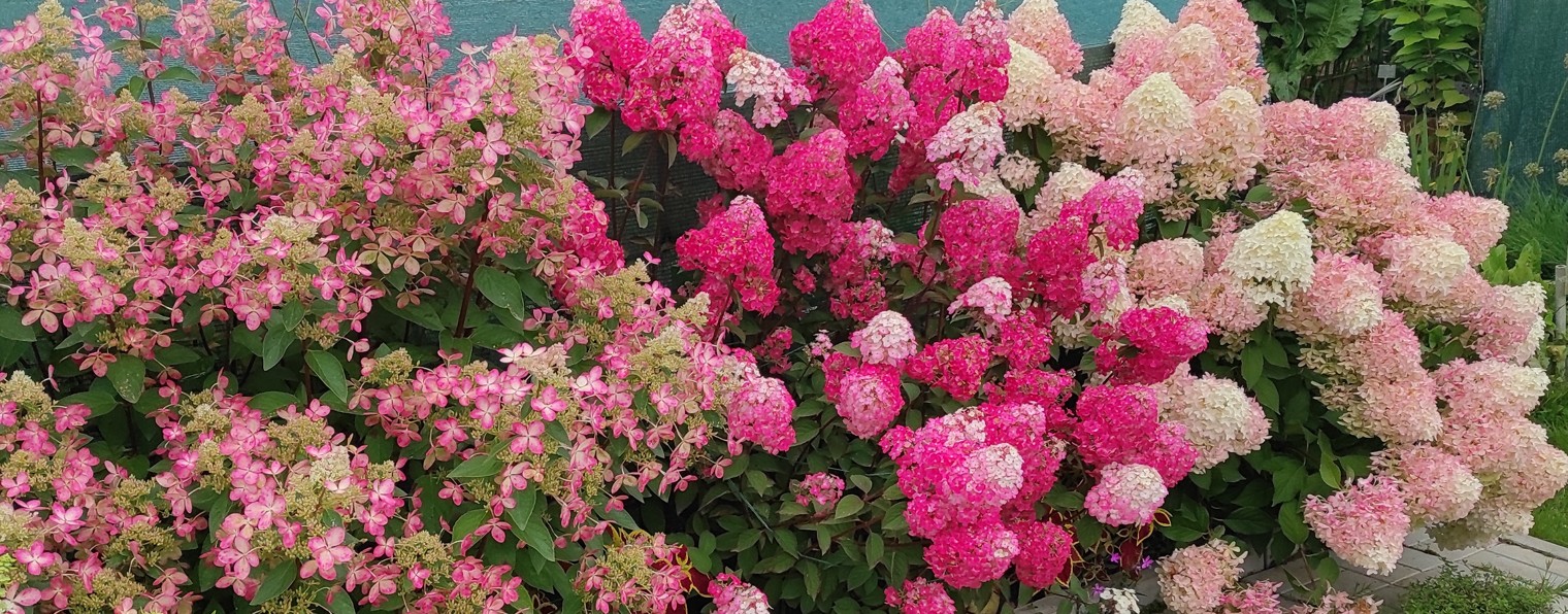 Мой мир растений. Галина Богачева