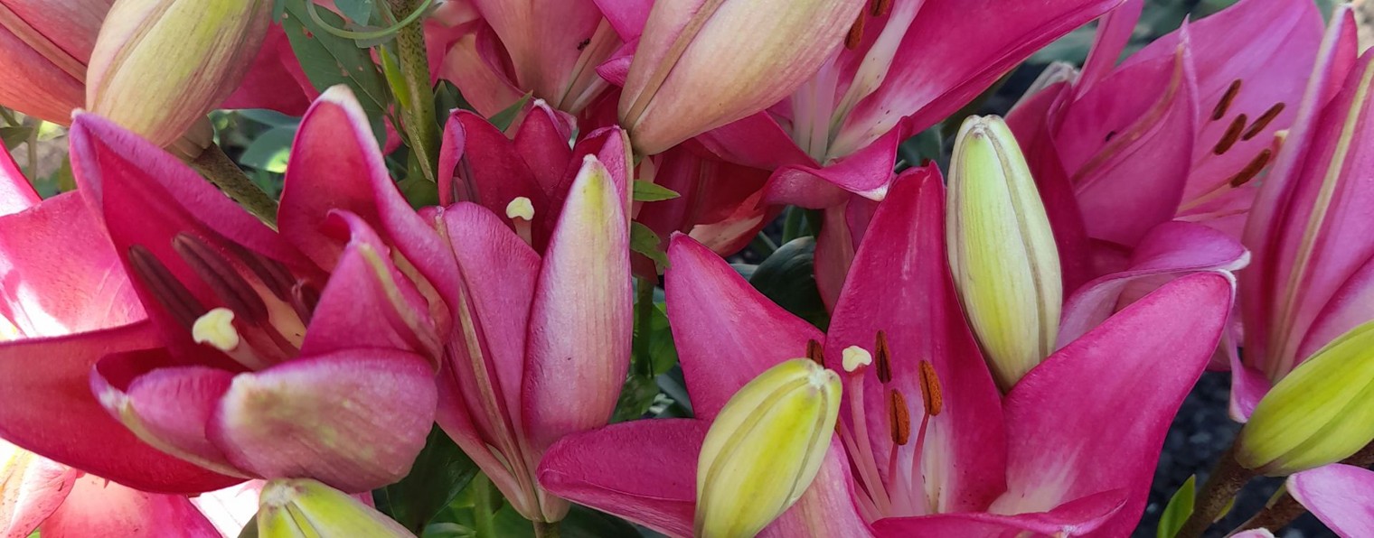 Летние дни на дачке🏡