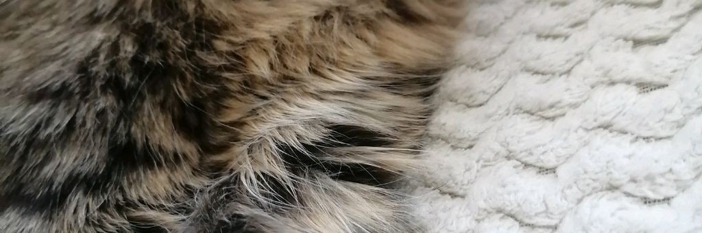 Полин и Вкусняшки