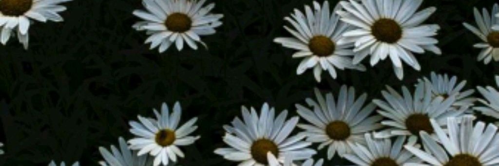 Вероника Рончик