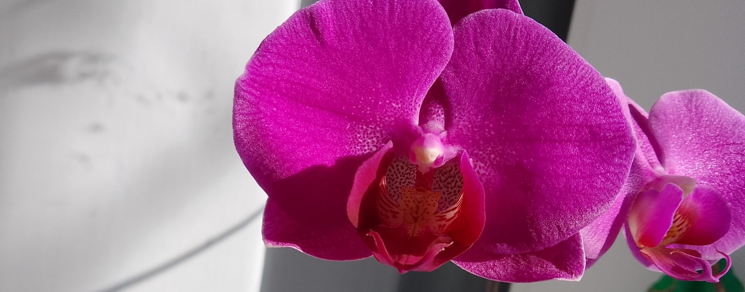 Film Company "Evgeni and Co"