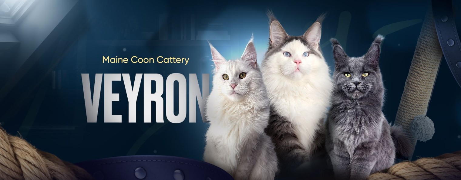 Veyron Питомник Мейн Кунов