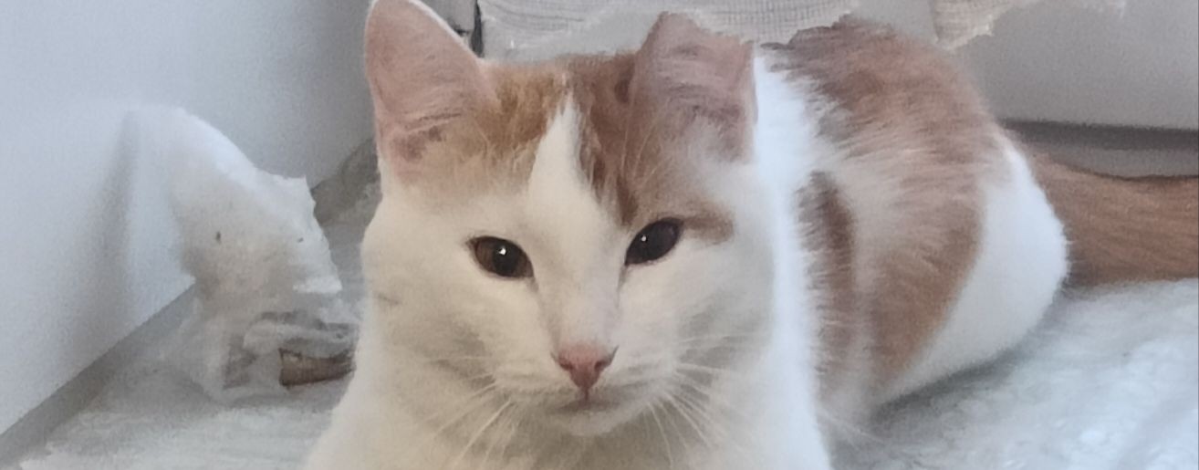 Берляков Максим Николаевич