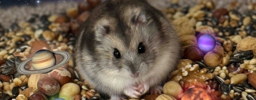 Хомяк Ричард 🐹