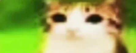 Голубь Станддофер