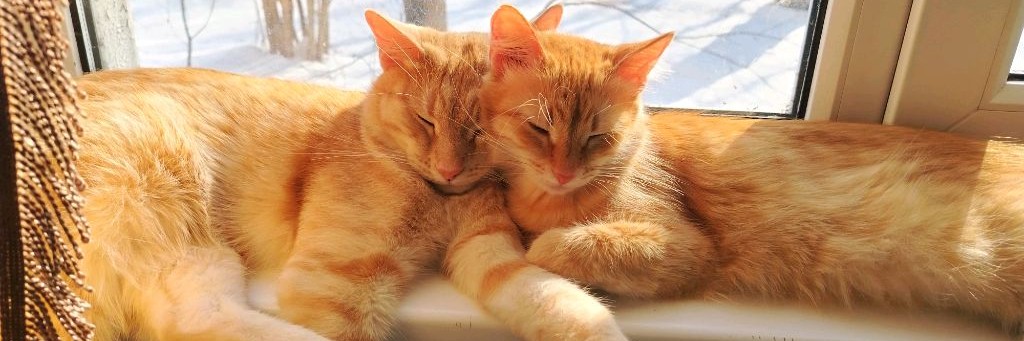 Мои питомцы