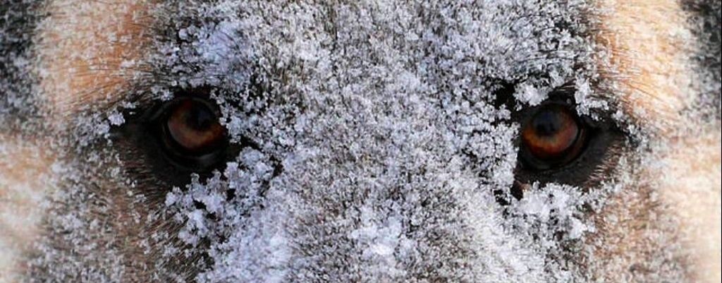 Шансон с Севера