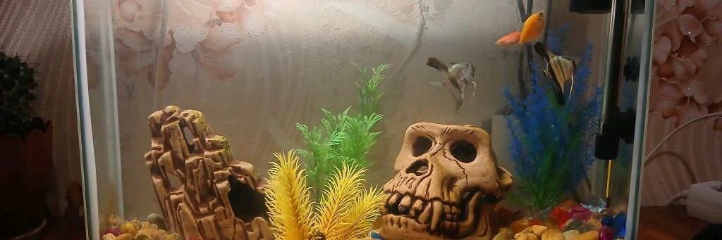 Владислав. Аквариумистика России