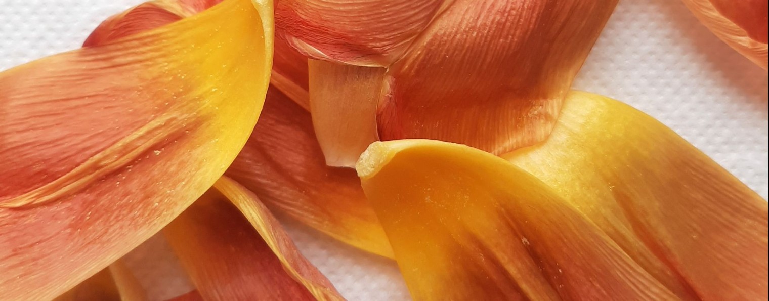 Лягушка и виды