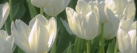 ';🌺｡family Holi🤍🌿_♪'