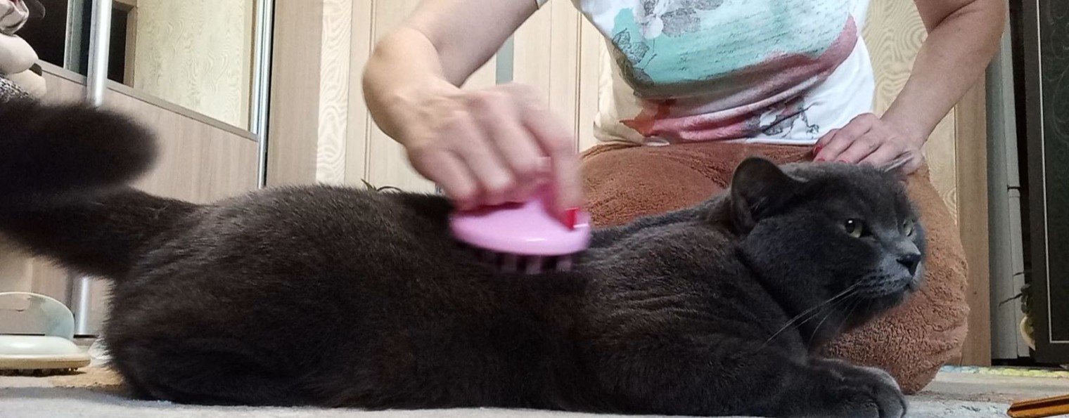 Кошачья Жизнь После Улицы😻🐱