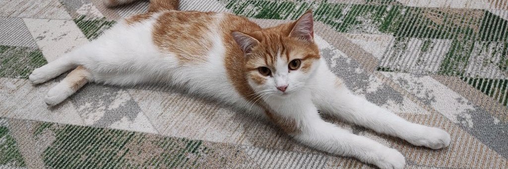 Жёлтый и семья