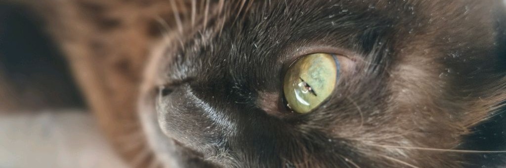 🍒⭐Фрози⭐🍒