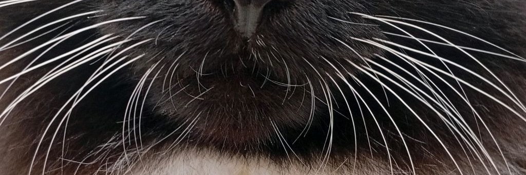 Лягушонок 🫠🐸