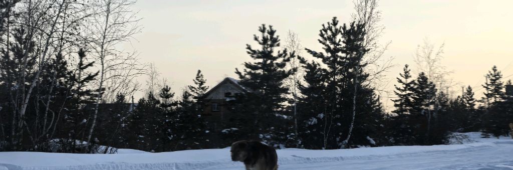 🌲✨Быстрая Пылинка КВ✨🌲