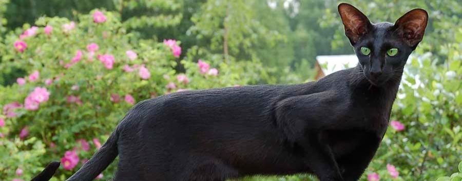 Кото-дневник Ориентала