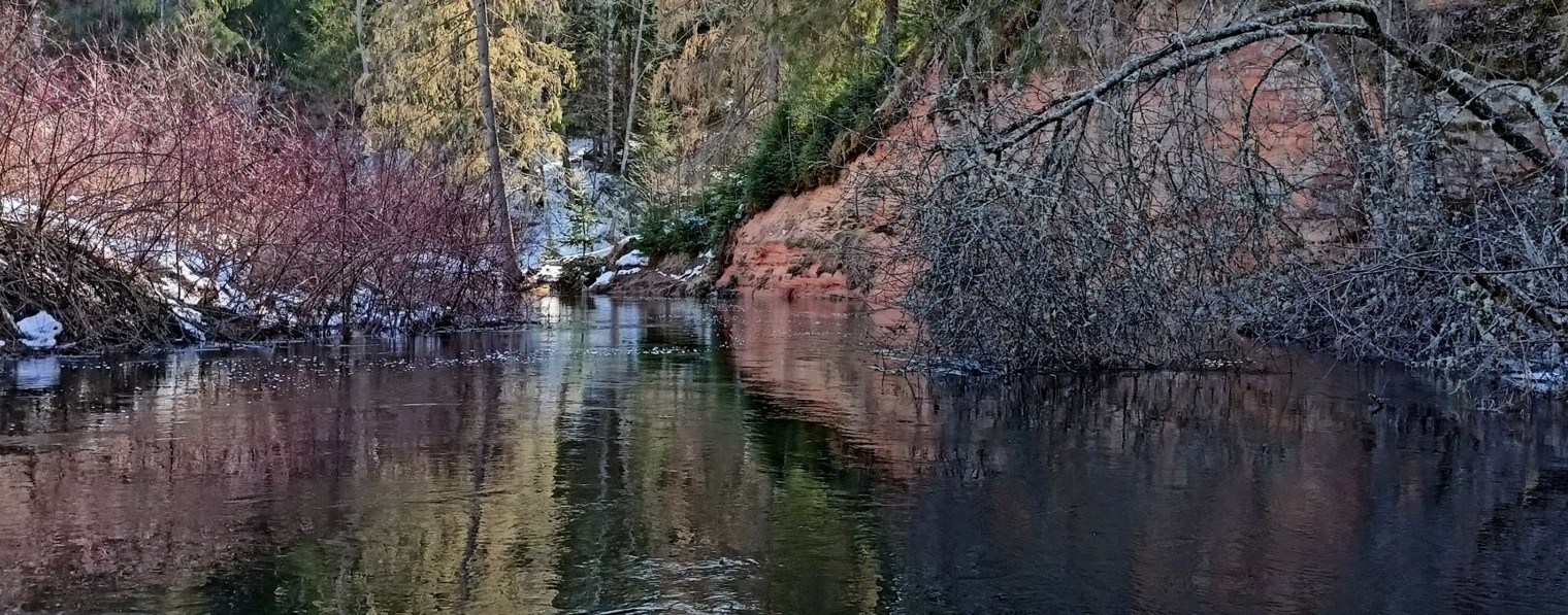 Бодрый Бобр