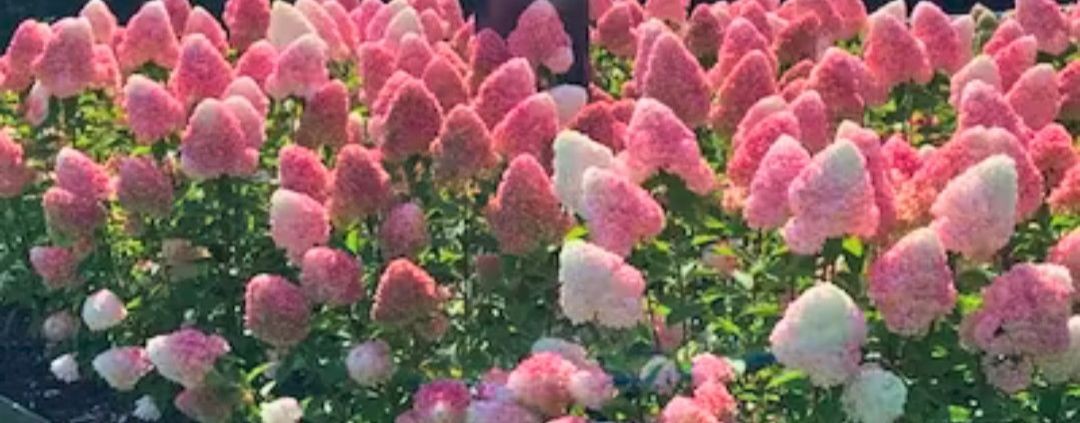 Сибирский сад24