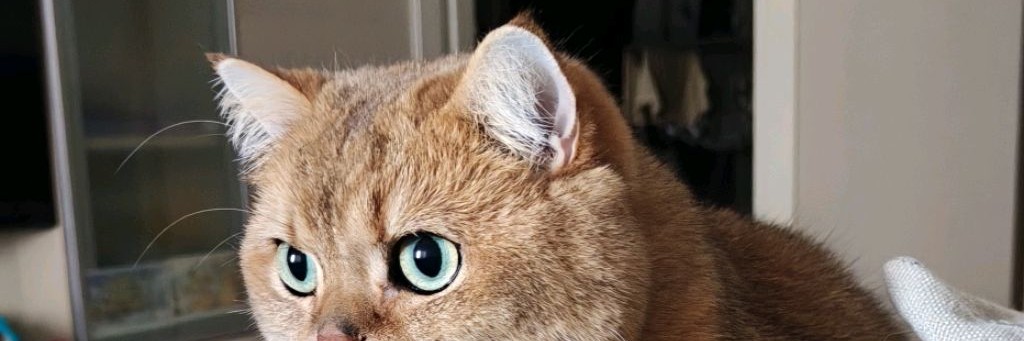 Кот Барон Марсель