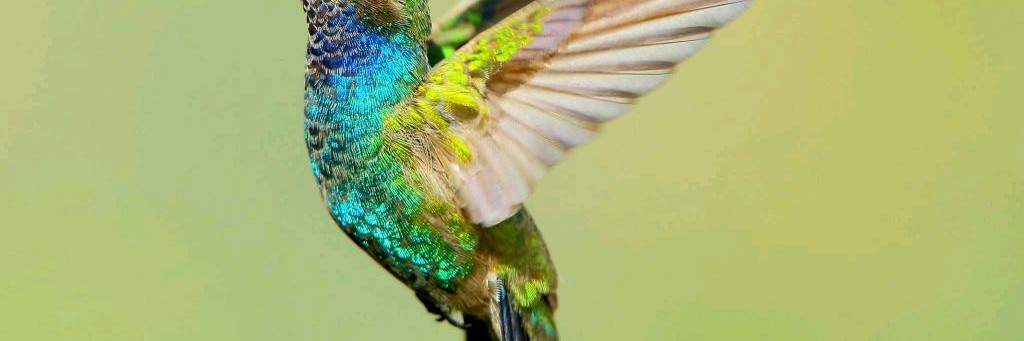 Колибри Колибри