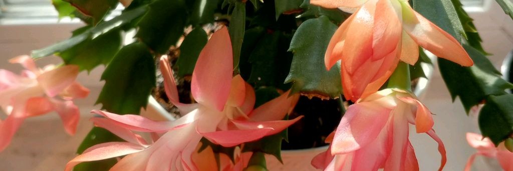 Моя жизнь на пенсии