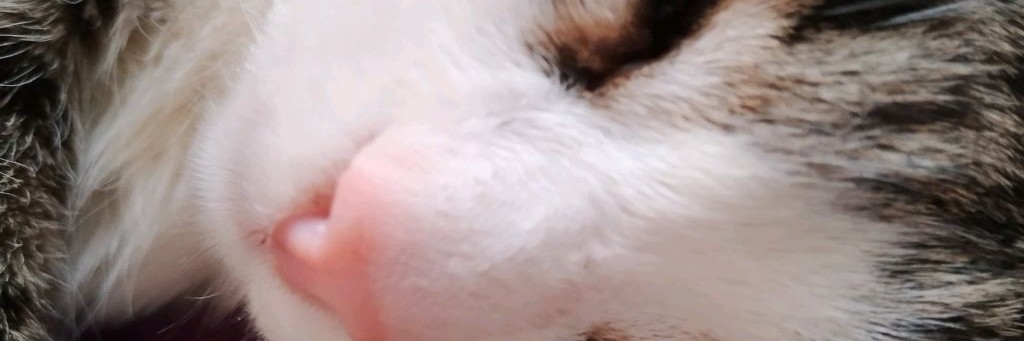 Мирошка Картошка