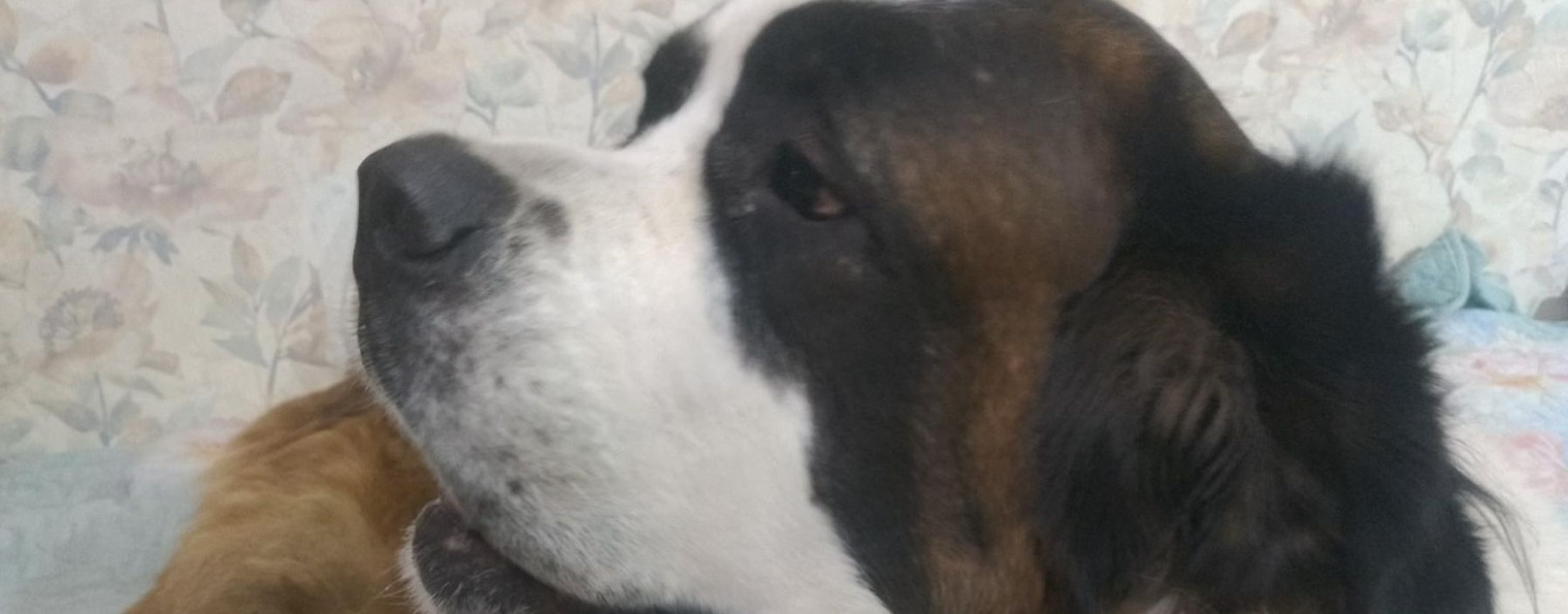 веселые лапки